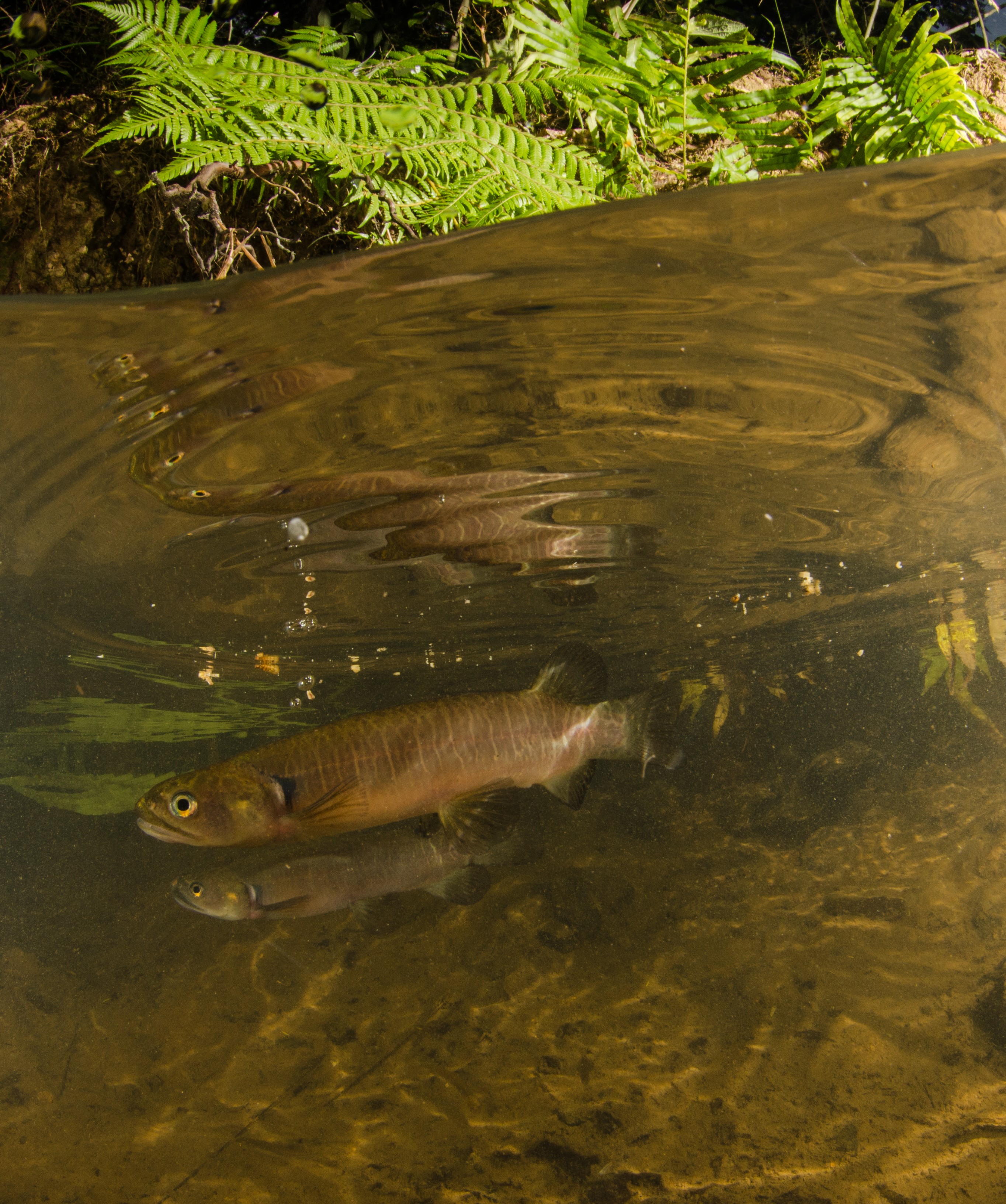 DSC_5317 – Banded, kokopu, Galaxias, fasciatus, home, kaiatea, stream, Crispin, new, zealand, new zealand, freshwater, streams, stream, rivers, galaxid